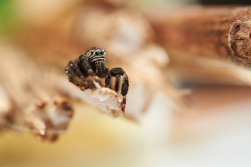 Obraz premium Evarcha arcuata is a species of jumping spiders with a palearctic distribution.