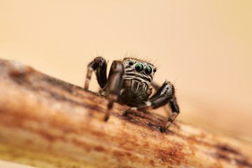Evarcha arcuata is a species of jumping spiders with a palearctic distribution.