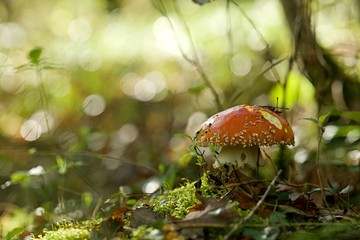 Amanite tue-mouches - champignon nature soleil