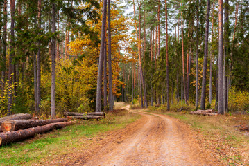 Puszcza Knyszyńska, Polska złota jesień, Podlasie, Polska © podlaski49