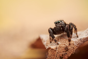 Evarcha arcuata is a species of jumping spiders with a palearctic distribution.