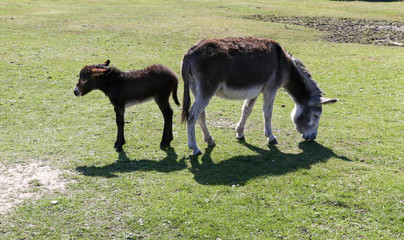 Mother donkey and baby newborn foal at the New Forest in Hampshire in England, UK