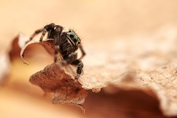 Evarcha arcuata is a species of jumping spiders with a palearctic distribution.