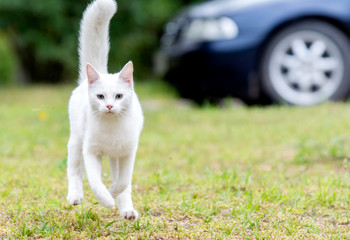 Fototapeta na wymiar white cat