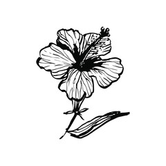 Fototapeta premium Hibiscus flower. Ink drawing line art stock vector illustration. Black and white outline sketch