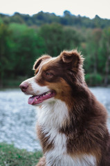  chocolate australian sitting on the lake