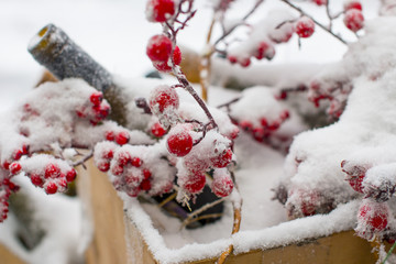 Frozen red berries on white snow. Winter Christmas and New year 2020