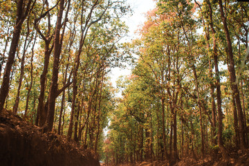 Obraz premium Gajni Obokash Kendro scene in Bangladesh