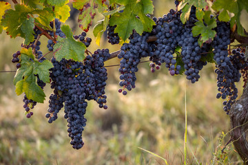 Red wine grapes ready to harvest and wine production. Saint Emilion, France - obrazy, fototapety, plakaty