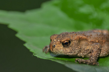 a small frog sits on a green leaf