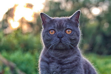 Fototapeta premium Cat looking at the camera