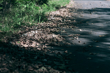 Dry leaves on the road