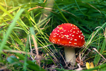 red poisonous mushroom fly agaric closeup