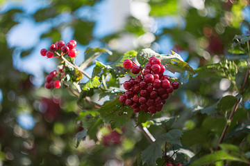A bunch of red berries on a branch