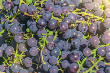 dark grapes close up Isabella