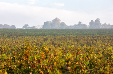Morning light in the vineyards of Saint Georges de Montagne near Saint Emilion, Gironde, France