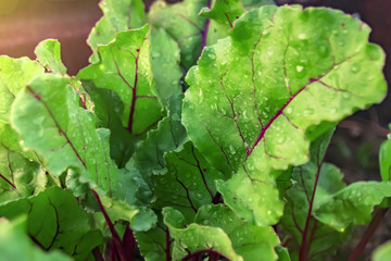 beet leaves with red stripes close up drops of dew