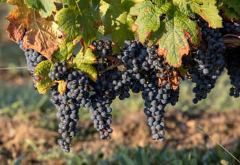 Red wine grapes ready to harvest and wine production. Saint Emilion, France