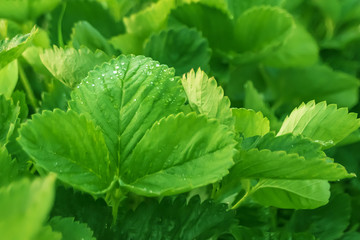 leaves strawberry close up nature