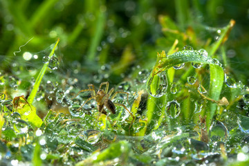 Fototapeta na wymiar Dewdrops on the spider web above green grass