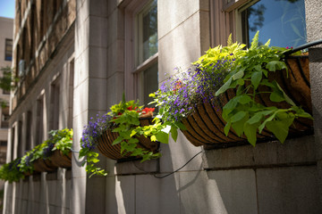 Row of planter boxes on an apartment window sill