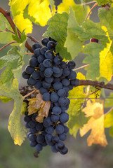 Close up of red merlot grapes in vineyard. St Emilion, Gironde, Aquitaine. France