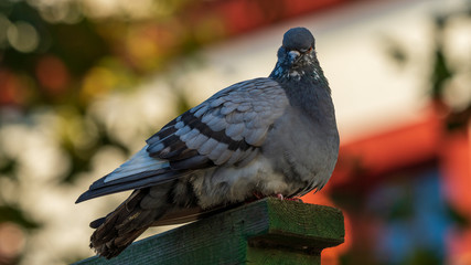 Rock Pigeon Columba Perched on Wooden Post Red Background Cadiz Andalusia