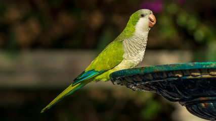 Pair of Monk Parakeets Perched on Iron Fountain Blurred Background Cadiz