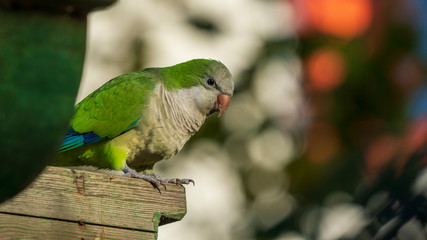Monk Parakeets Perched on Wooden Post Red Background Cadiz Andalusia