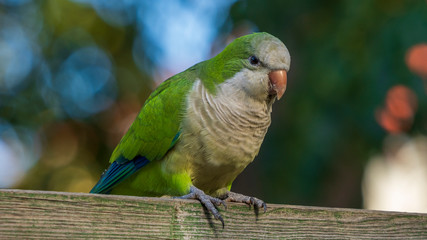 Monk Parakeets Perched on Wood Board Blue and Green Background Cadiz