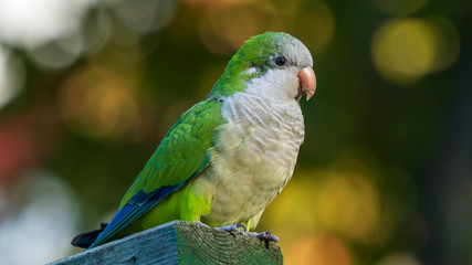 Monk Parakeet Wooden Post Yellow and Green Background Cadiz