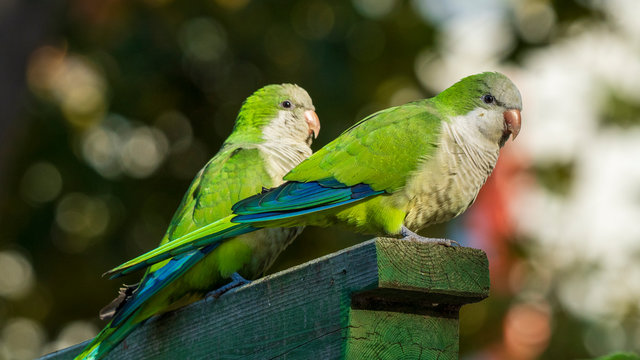 Pair of Monk Parakeets Perched on Wood Stand Blurred Background Cadiz