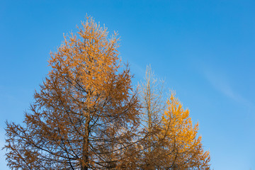 Fototapeta na wymiar Larch tree at autumn colors and blue sky