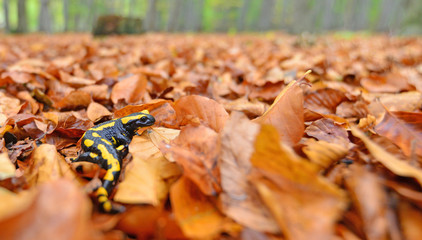 Feuersalamander
