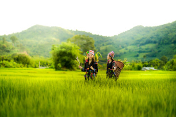 Hmong, beautiful women, two, walk through the Rice field, rice growth, green, l - obrazy, fototapety, plakaty