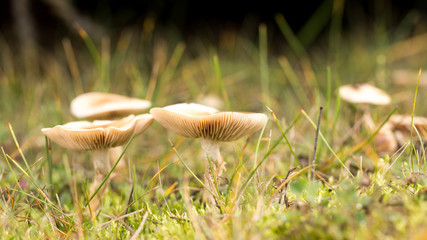Autumn mushrooms in the forest