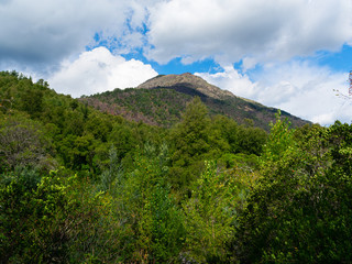 Patagonian forest with cloudy blue sky. 