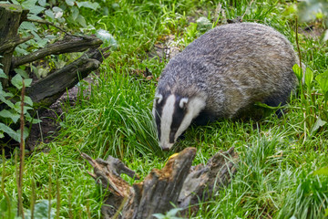 Hungry badger is waiting for the feeding.