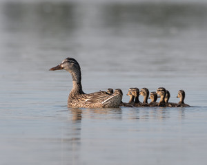 Ducks on a lake