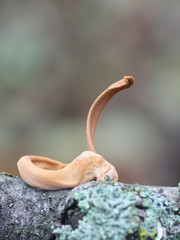 Macrotyphula fistulosa var. contorta, known as pipe club fungus, wild mushroom from Finland