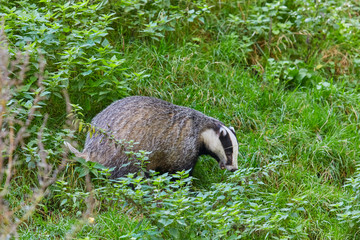 Hungry badger is waiting for the feeding.