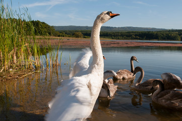 white swans family on a sunny day on the lake against a background of blue sky