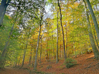 Obraz premium Goldener Oktober 3