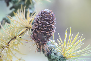 Naklejka na ściany i meble Frosty branch and cone of European Larch,.Larix decidua