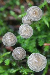 Mycena vulgaris, known as vulgar bonnet. wild mushroom from Finland