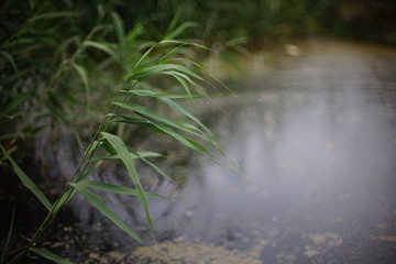 Obraz na płótnie Canvas Reed grass grow on the pond, cloudy day
