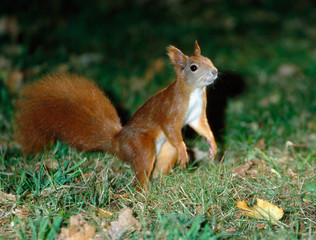 Eichhoernchen