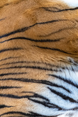 Tiger, the texture of the skin, closeup