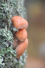 Hypholoma lateritium, known as brick cap or brick tuft, wild edible mushroom from Finland