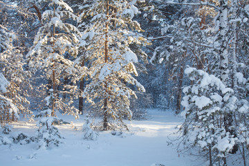 winter in  forest